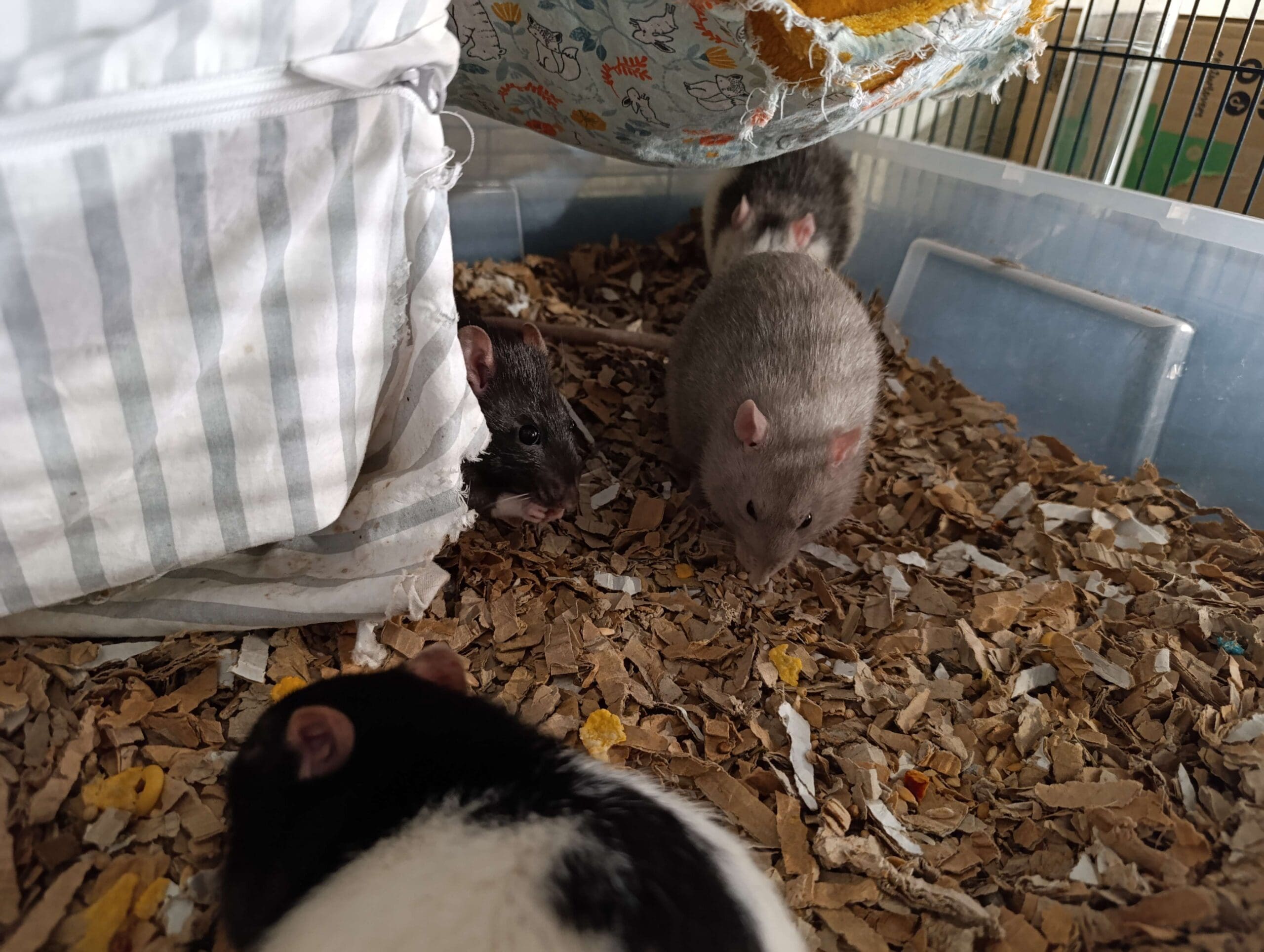 Quatre rats domestiques explorant leur litière carton : un rat noir hooded, un rat husky bleu, un rat noir et un rat bleu en arrière-plan dans leur cage équipée de hamacs